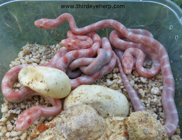 Reverse Okeetee Corn Snake